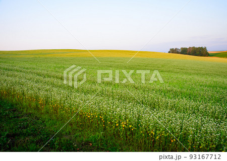 美瑛のそば畑 93167712