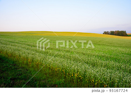 美瑛のそば畑 美瑛のそば畑 93167724