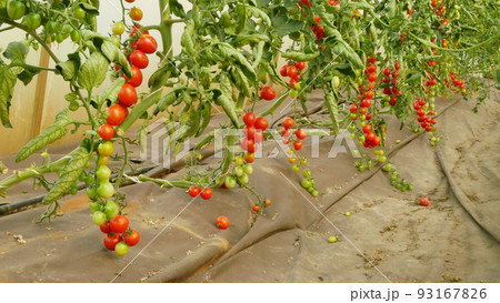 Tomato berry bio branch ripe harvest tomatoes cherry vine crop vegetable red harvesting greenhouse plant grow folio field Solanum lycopersicum farm farming brushwood modern growth garden organic Tomato berry bio branch ripe harvest tomatoes cherry vine crop vegetable red harvesting greenhouse plant grow folio field Solanum lycopersicum farm farming brushwood modern growth garden organic 93167826