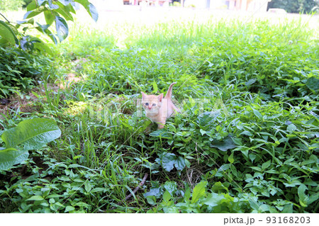 生後一カ月程度、茶トラ野良猫の赤ちゃん、可愛い保護猫の子猫 93168203