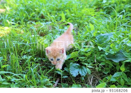 生後一カ月程度、茶トラ野良猫の赤ちゃん、可愛い保護猫の子猫 生後一カ月程度、茶トラ野良猫の赤ちゃん、可愛い保護猫の子猫 93168206