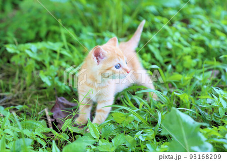 生後一カ月程度、茶トラ野良猫の赤ちゃん、可愛い保護猫の子猫 生後一カ月程度、茶トラ野良猫の赤ちゃん、可愛い保護猫の子猫 93168209