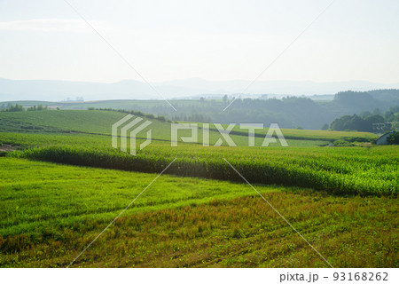 夏の美瑛の風景 夏の美瑛の風景 93168262