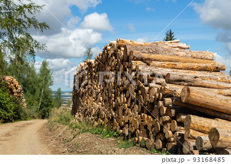 Big pile of wooden timber pine logs stacked near dirt road countryside against blue sky and forest. Sawmill woods cutting industry. Illegal deforestation. Firewood logging for winter heating Big pile of wooden timber pine logs stacked near dirt road countryside against blue sky and forest. Sawmill woods cutting industry. Illegal deforestation. Firewood logging for winter heating 93168485