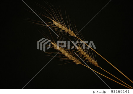 パンにうどんに小麦の穂 93169141