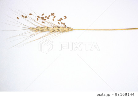 パンにうどんに小麦の穂 93169144