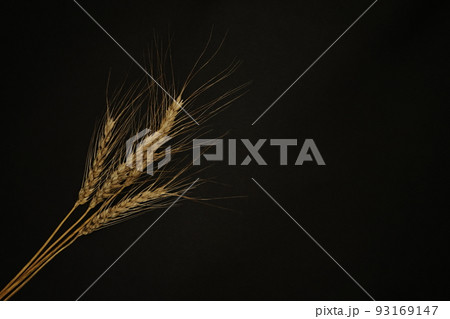 パンにうどんに小麦の穂 93169147