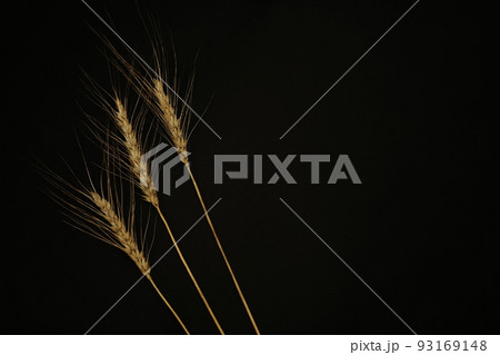 パンにうどんに小麦の穂 パンにうどんに小麦の穂 93169148