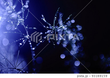 雨の日のマクロ撮影　水滴 93169159