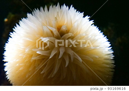 写真 水族館のダリアの花のようなダーリアイソギンチャク 写真 水族館のダリアの花のようなダーリアイソギンチャク 93169616