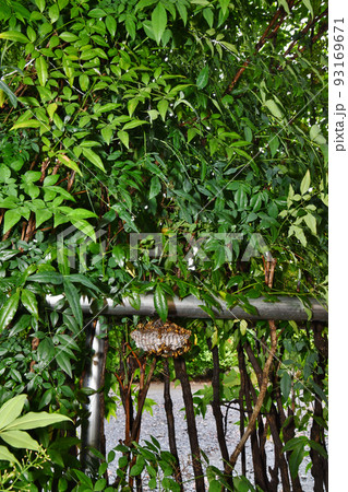 ナンテンの垣根に作られたキアシナガバチの巣 93169671