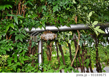 ナンテンの垣根に作られたキアシナガバチの巣 93169675