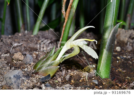 ミョウガの花 ミョウガの花 93169676