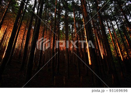 赤く染まる杉林 93169696