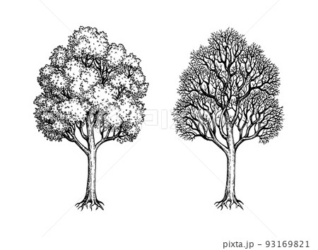 Ink sketch of two maples. 93169821