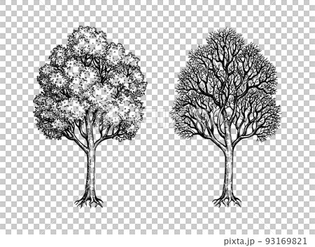 Ink sketch of two maples. 93169821