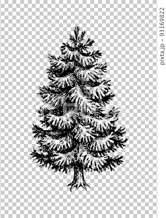 Fir tree ink sketch. 93169822