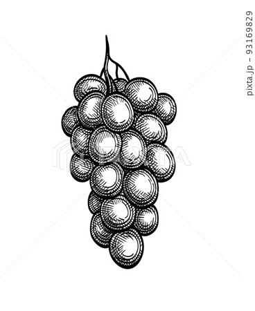 Grapevine 1 | Vine Drawing