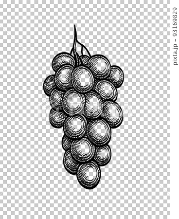How to Draw Grapes - Step by Step Easy Drawing Guides - Drawing Howtos | Grape  drawing, Easy drawings, Guided drawing