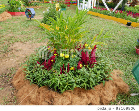SELANGOR, MALAYSIA -JULY 2, 2022: Various species of tropical flowers are planted in a flower garden. The flowers are arranged and mixed according to the design and theme. SELANGOR, MALAYSIA -JULY 2, 2022: Various species of tropical flowers are planted in a flower garden. The flowers are arranged and mixed according to the design and theme. 93169906