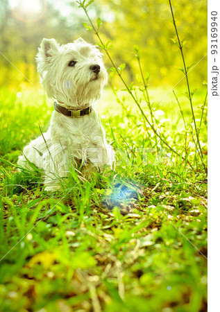 west highland terrier 93169940