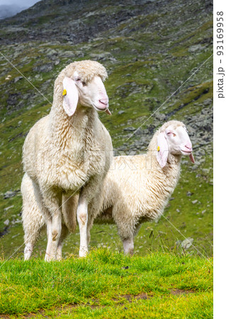 Cute white alpine sheeps on mountain pasture Cute white alpine sheeps on mountain pasture 93169958