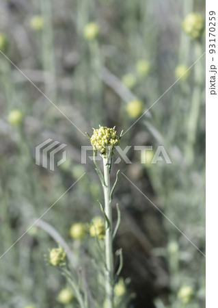Italian everlasting flowers Italian everlasting flowers 93170259
