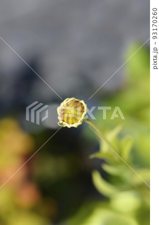 Sneezeweed Tom 93170260