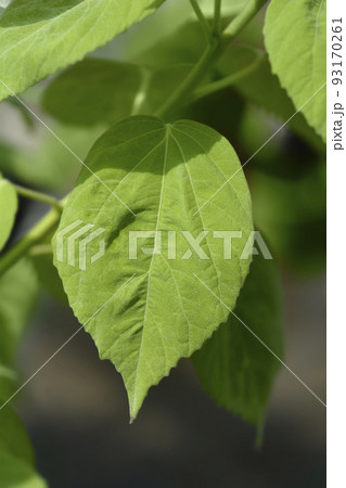 Hardy hibiscus 93170261