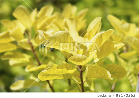 Smoke tree Golden Spirit 93170262