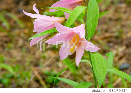 ヒメサユリ（オトメユリ） 93170454