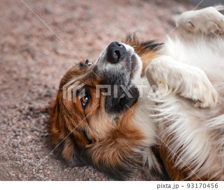 Happy Boder Collie Dog laying down on his back on ground. Positive image for design, banner, poster, special event invitation. Happy Boder Collie Dog laying down on his back on ground. Positive image for design, banner, poster, special event invitation. 93170456