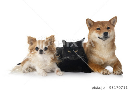 shiba inu, cat and chihuahua in studio 93170711
