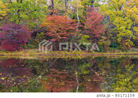 秋の志賀高原 紅葉の蓮池 秋の志賀高原 紅葉の蓮池 93171159