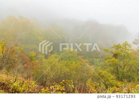 秋の志賀高原 濃霧と紅葉 秋の志賀高原 濃霧と紅葉 93171293