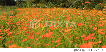 Beautiful cosmos flower field landscape, yellow flower in nature on a Sunny day with shallow focus. Beautiful cosmos flower field landscape, yellow flower in nature on a Sunny day with shallow focus. 93172434