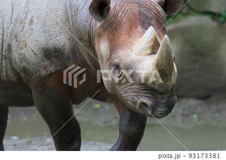 ヒガシクロサイ 絶滅危惧種 サイ 動物園 ヒガシクロサイ 絶滅危惧種 サイ 動物園 93173381