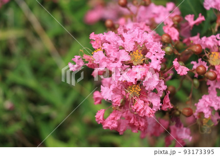 百日紅の花 サルスベリ さるすべり 百日紅の花 サルスベリ さるすべり 93173395
