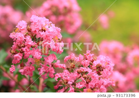 百日紅の花　サルスベリ　さるすべり 93173396