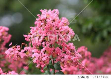 百日紅の花 サルスベリ さるすべり 百日紅の花 サルスベリ さるすべり 93173400