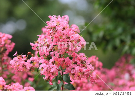 百日紅の花 サルスベリ さるすべり 百日紅の花 サルスベリ さるすべり 93173401