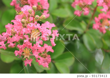 百日紅の花　サルスベリの花　さるすべり 93173413