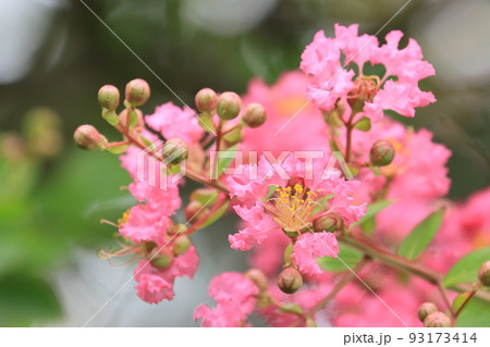 百日紅の花 サルスベリの花 さるすべり 百日紅の花 サルスベリの花 さるすべり 93173414