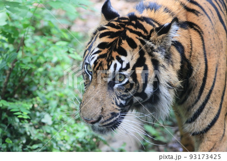虎 タイガー スマトラトラ トラ 虎 タイガー スマトラトラ トラ 93173425