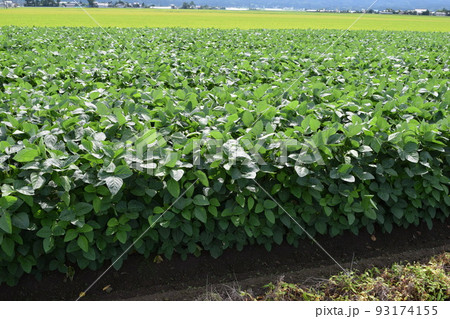 だだちゃ豆畑 山形県鶴岡市の特産品 だだちゃ豆畑 山形県鶴岡市の特産品 93174155