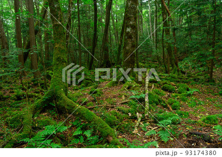 薄暗い森の中・青木ヶ原樹海 薄暗い森の中・青木ヶ原樹海 93174380