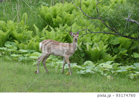 北海道の山野に現れた可愛い若いエゾシカ 93174760