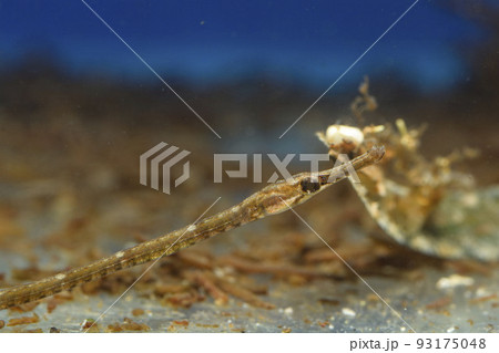 ヨウジウオ　トゲウオ　タツノオトシゴ　魚　細長い魚 93175048