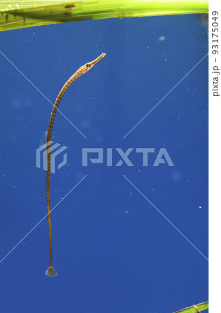 ヨウジウオ　トゲウオ　タツノオトシゴ　魚　細長い魚 93175049