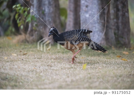 Bare faced Curassow, Mato Grosso National Park, Brazil Bare faced Curassow, Mato Grosso National Park, Brazil 93175052